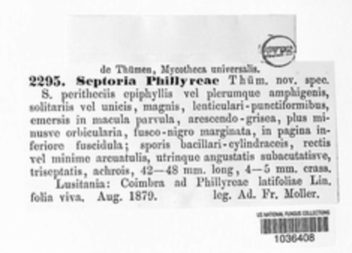 Septoria phillyreae image
